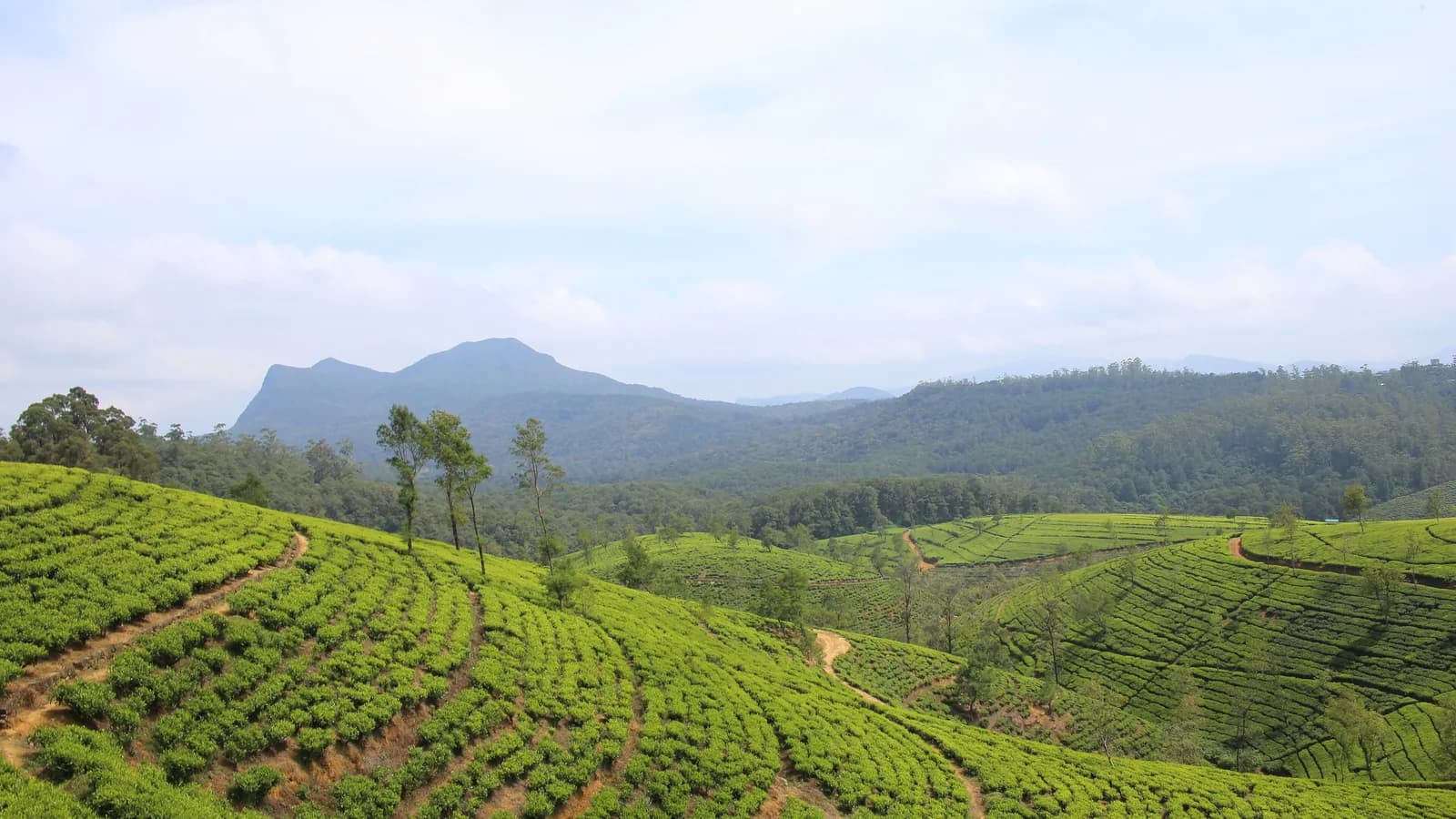 Tea plantation on the slopes above Nuwara Eliya in the Sri Lankan hill country