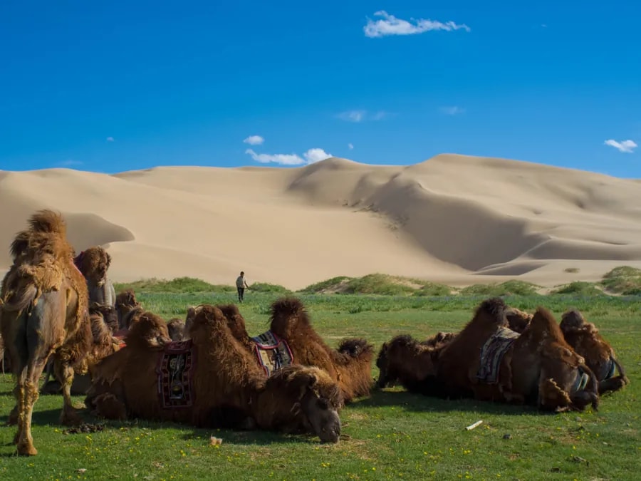 Gers and open grassland on the Mongolian steppe