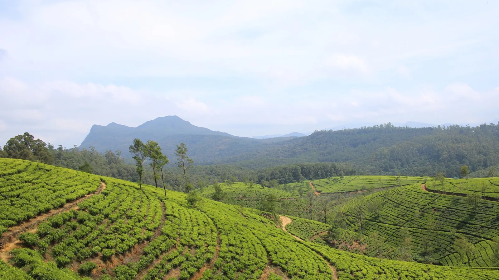 Tea plantation on the slopes above Nuwara Eliya in the Sri Lankan hill country