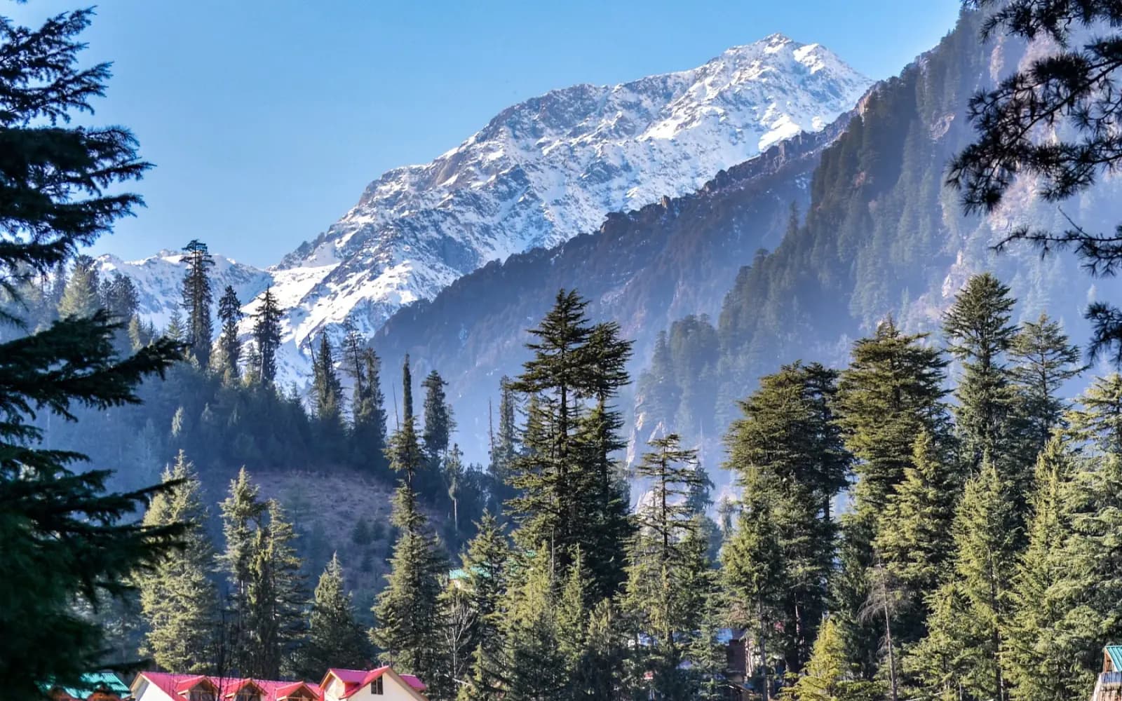 Pine forest and a snow-covered peak above red-roofed houses in Manali