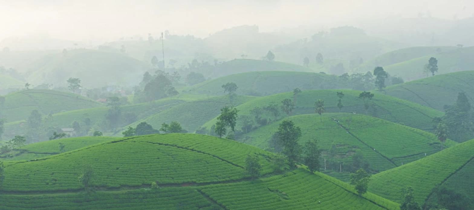 Green tea plantations rolling across the misty hills of Sri Lanka's highlands