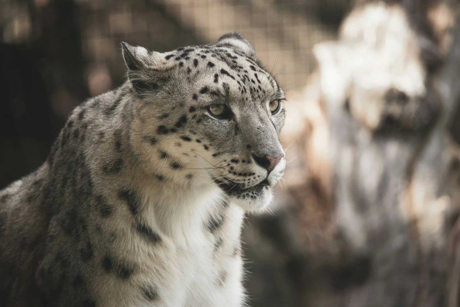 Snow leopard on a snowy slope — Kibber and Chicham in February are India's best car-accessible spotting area